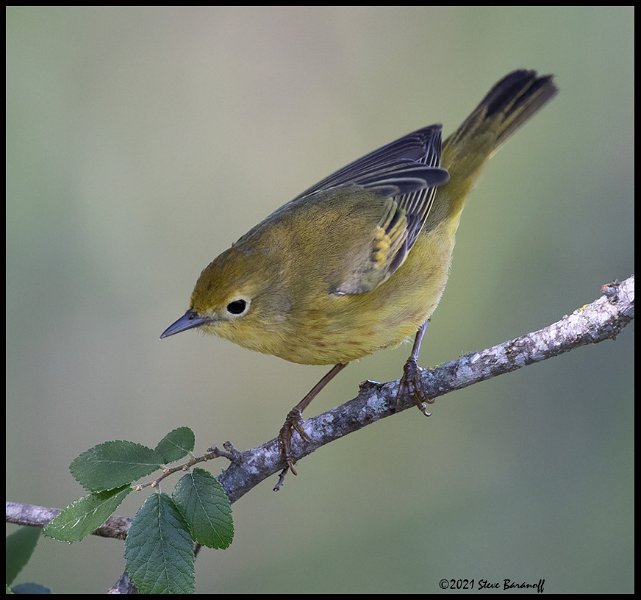 _B218202 yellow warbler female.jpg